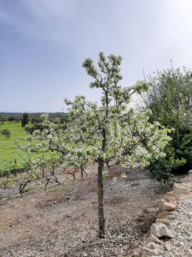 Вилла Monte Da Casa Branca By Hi Alentejo Sao Bartolomeu da Serra Экстерьер фото